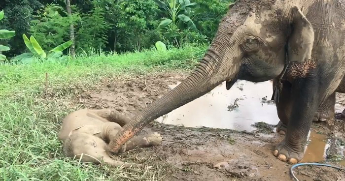 Mamma elephant gently checks on her baby as he is sleeping, and it's so cute