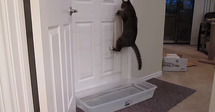 There's Nothing You Can Do That Will Stop This Cat From Opening Your Door