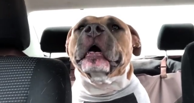 This Adorable Pit Bull Screaming Like A Person Will Change Your Mind ...