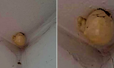 A Woman Asked On Facebook What Was The Bizarre “egg” That Appeared On The Ceiling Of Her Room