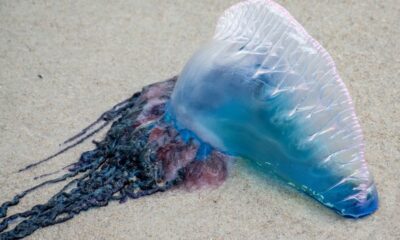 If You See This Beautiful Purple Thing On The Sand, Run Away Immediately