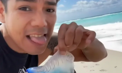 Influencer Picks Up The One Of The Most Venomous Bluebottle Jellyfish And Licks It, Unaware Of The Lethal Consequences