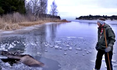 Moose Falls Through Ice And Starts Drowning, But This Brave Woman Finds A Smart Way To Rescue It