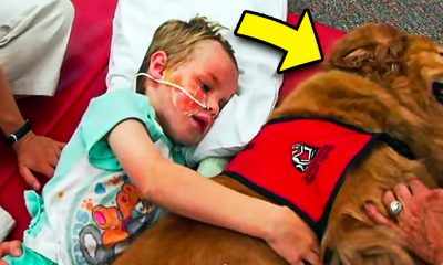 Sick, Lifeless Boy Says 'Goodbye' To Dog, But A Miracle Happens When The Dog Lays Next To Him...