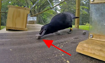 This Crow Stares At A Stick, But 8 Moves Later Scientists Are Shocked Beyond Belief