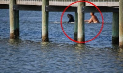 A 400 Pound Black Bear Was Drowning In The Ocean, But One Man Refused To Let That Happen