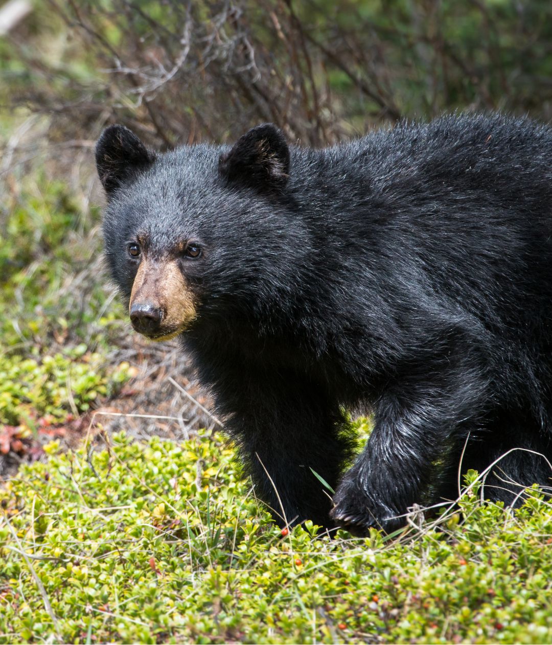 A 3-Year-Old Boy Went Missing For Days, But When A Black Bear Showed Up ...