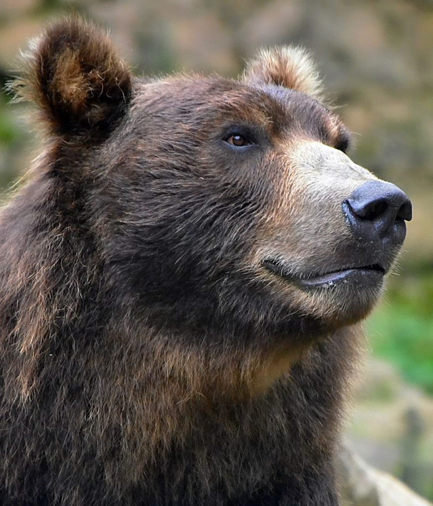 A 3-Year-Old Boy Went Missing For Days, But When A Black Bear Showed Up ...