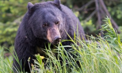 A 3-Year-Old Boy Went Missing For Days, But When A Black Bear Showed Up Everything Changed