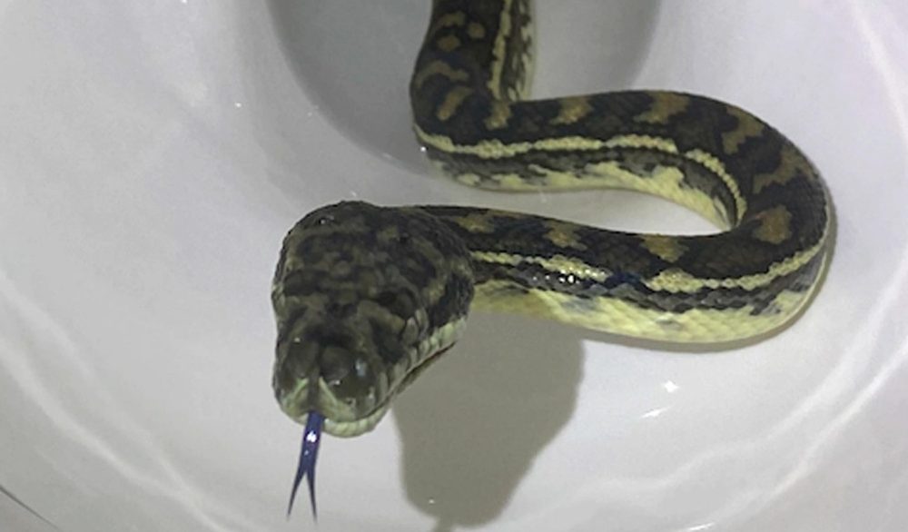 These Creatures Can Crawl In Through Your Toilet. Here's How to Stop Them