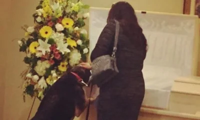 Beautiful Moment for Depressed Dog Who Actually Found Closure Saying a Final Goodbye at the Funeral