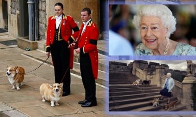 This Heartwarming Photo Brought Tears To Many: Queen Elizabeth II Favourite Dogs Wait For Her Coffin In Front Of The Castle