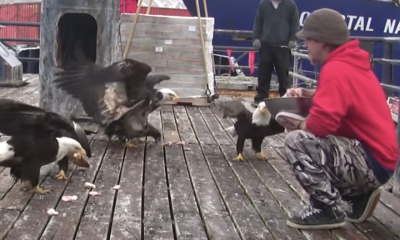 Fisherman Feeds Large Flock Of Bald Eagles, He Pans To The Left And Can't Believe His Eyes