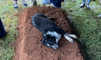 A Heartbreaking Photo Shows A Dog Lays Down In A Fresh Burial Plot. The Reason Had Me In Tears
