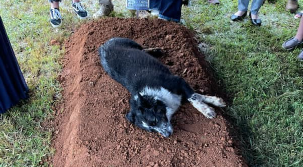 a-heartbreaking-photo-shows-a-dog-lays-down-in-a-fresh-burial-plot-the