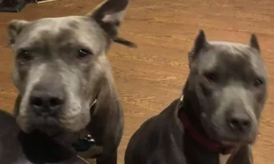 A Man Rescued Two Homeless Pit Bulls, But What Happened Later Is Terrifying