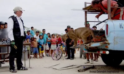 Circus Lion Chained To Truck For 20 Years Takes First Steps To Freedom