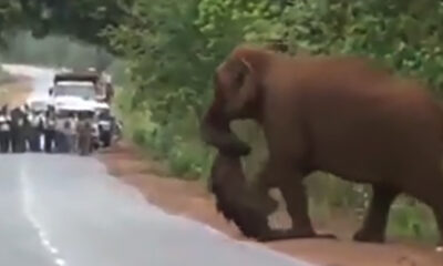 Weeping Elephants Mourn A Lost Baby In A Funeral March Like Humans