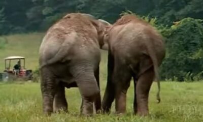Former Circus Elephants Separated For 22 Years – Cameras Catch Moment They Reunite For The 1st Time