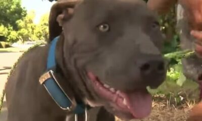 Pit Bull Grabs Baby’s Diaper And Starts To Drag Her — Seconds Later, The Family Realize The Shocking Truth