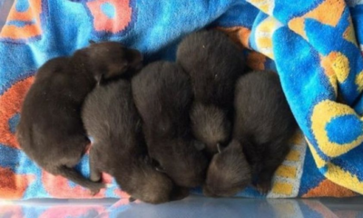 These 'Puppies' Found Under An Old Mattress Aren't What They First Seemed