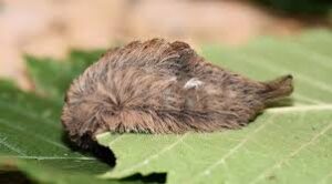 When Sitting On A Bench, They Noticed A Strange Little Creature Completely Covered In Fur