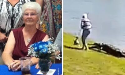 'The Alligator's Got Her!' Terrified Onlooker Yells In Horror Moments Before An Elderly Woman Is Dragged By An Alligator