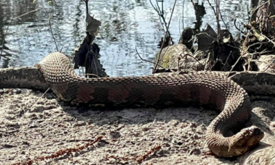 ‘What A Beast!’ Huge Snake Found By Hiker Near South Carolina Creek