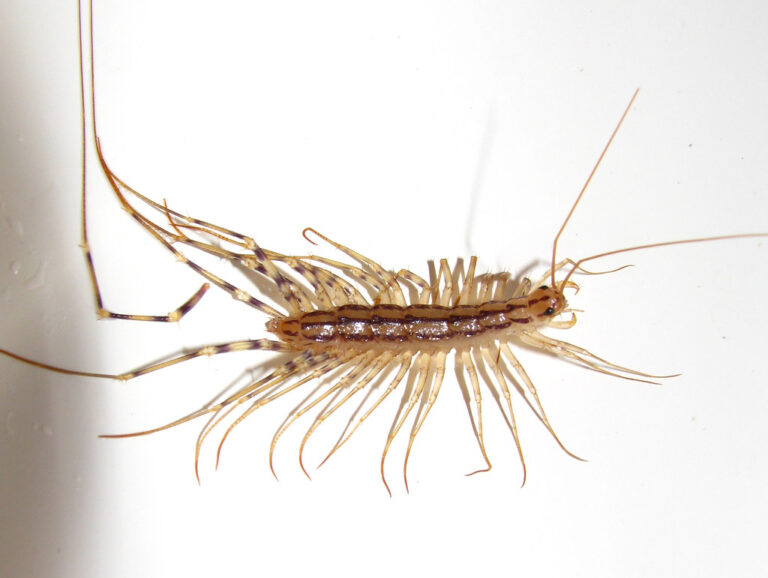 Why You Should Never Kill A House Centipede Inside Your House Again