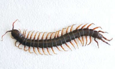 Why You Should Never Kill A House Centipede Inside Your House Again