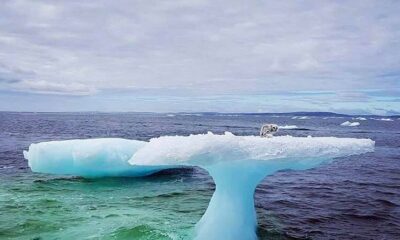 Fisherman See Something Odd Stuck On An Iceberg – Looks Closer And Can't Believe His Eyes