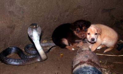 Two Puppies Fall Into Pit With A Cobra – Days Later Animal Heroes Are Shocked