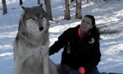 Giant Wolf Sits Down Next To This Woman, Now Watch The Moment When Their Eyes Meet