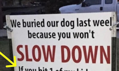 After Dog Gets Hit By Car, Harsh Sign Has Entire Neighborhood Talking