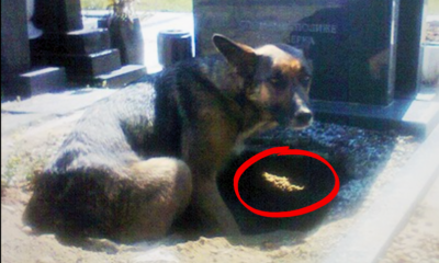 Dog Refuses To Leave Grave – Then A Woman Sneaks Closer To Find The Truth
