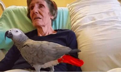 Dying Woman Says Final Goodbye To Her Parrot: The Bird’s Immediate Reaction Leaves Me In Tears