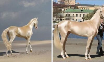 Meet The Horse That's Been Dipped In Gold – And Is Called “The World’s Most Beautiful”