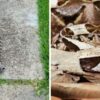 The Mystical Gaboon Viper, Master Of Disguise And Deadly Accuracy