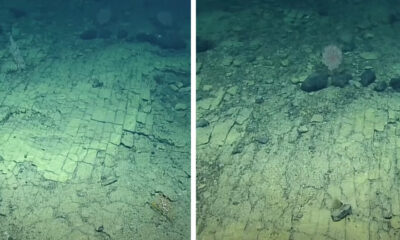 Scientists Discover “Yellow Brick Road” At The Bottom Of The Pacific Ocean