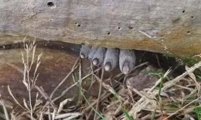 The ‘Dead Man’s Fingers’ Looks As Creepy As It Sounds