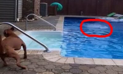 The Family Pit Bull Jumped Over The 5-Year-Old Girl In The Pool And Bit Her Hand