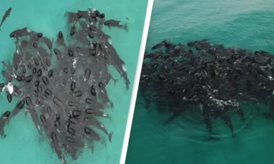 Pod Of 100 Whales Gathered In A Heart Shape Before Tragedy Struck