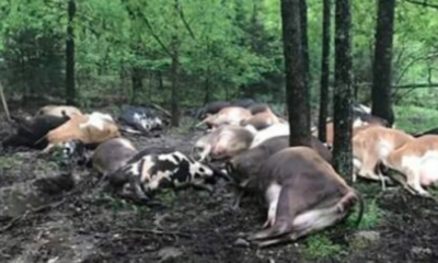 Farmer Finds Pasture Empty, Sees All 32 Dead Cows In One Big Pile