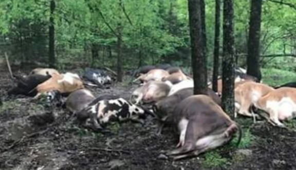 Farmer Finds Pasture Empty, Sees All 32 Dead Cows In One Big Pile