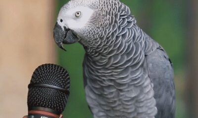 Parrot Is Asked How He Views Himself. I Fell Out Off My Chair At His Answer