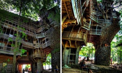 Man Spend 14 Years To Build The Largest Tree House In The World, But Wait Till You See Inside