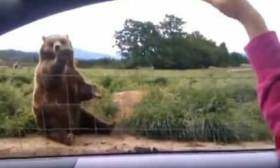 Woman Waves To Bear From Her Car, But Watch His Unexpected Response 1 Second Later…