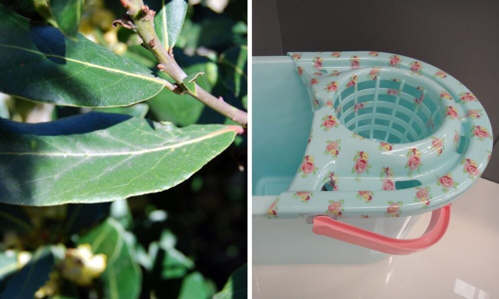 Here's Why You Need To Put A Bay Leaf In The Mop Bucket