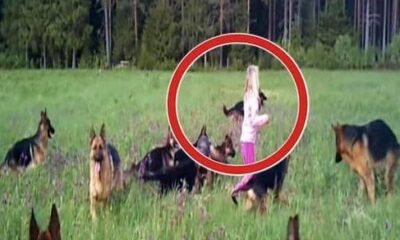 A Young Girl Was Surrounded By 14 Dogs, But The Moment The Girl Raised Her Hands To The Skies, A Miraculous Event Took Place
