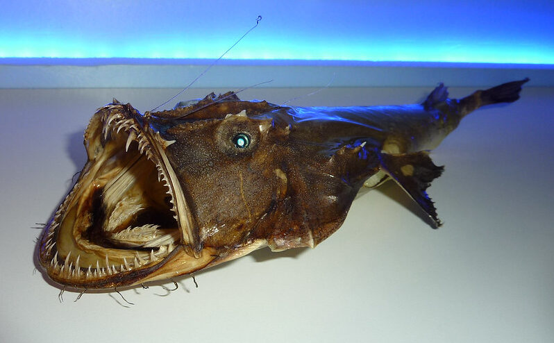Strange Creature Washes Ashore: When People Realize What It Is, They ...